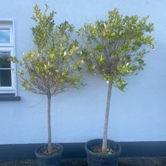 Privet Texanum Shrubs x 2 - Price Drop !!!