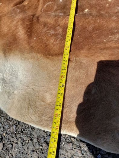 Large Cow Hide