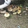 chicks Image 5