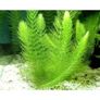 Aquarium plants for sale Image 9