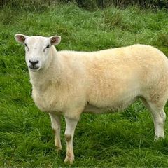 Pedigree NR Belclare Hoggets