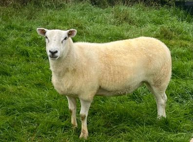 Pedigree NR Belclare Hoggets
