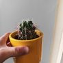 cacti Image 7