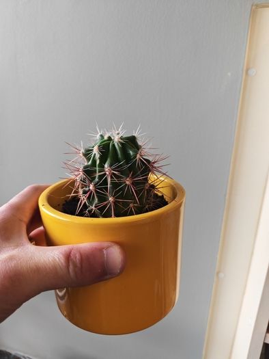 cacti