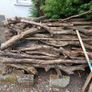 yew Image 2