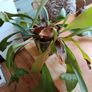 Free staghorn fern Image 7