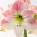 decorative