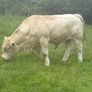 Charolais bulls Image 4