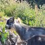 Pygmy goats .. Image 2