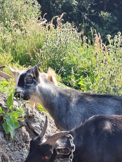 Pygmy goats ..