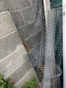 chicken wire