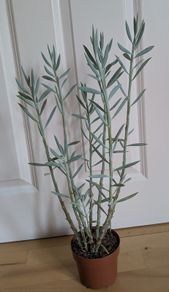 Succulent house plant