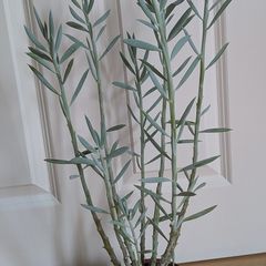 Succulent house plant