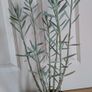 Succulent house plant Image 6