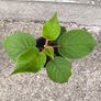 Kiwi Vine Pot(Sun Gold) Image 3