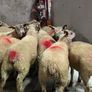 12 super charlois breeding ewe lambs Image 3