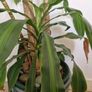 Dracaena Plant Image 3