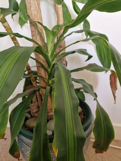 Dracaena Plant
