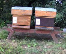4 Beehives & Bees with ALL equipment