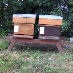 4 Beehives & Bees with ALL equipment