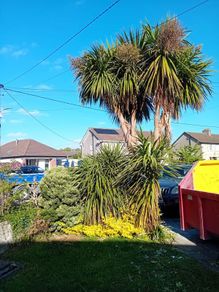 Palm Tree