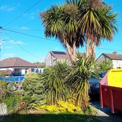 Palm Tree