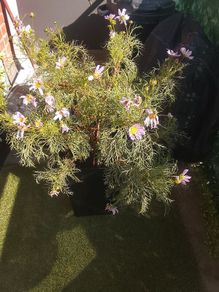 free plant