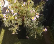 free plant