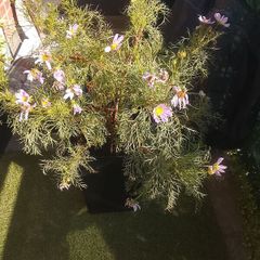 free plant