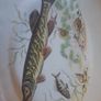 Limoges Pike Fish Platter Image 2