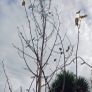 White Birch tree 300cm+ tall Image 2