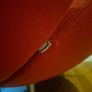 Boconcept shelly chair Image 3