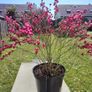 Cytisus praecox Allgold Image 3