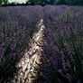 health and beauty Lavanda Essential oil and Lavanda Water toner Image 5