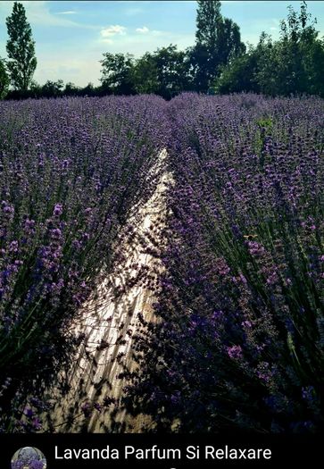health and beauty Lavanda Essential oil and Lavanda Water toner