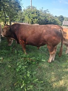 Limousin Bull