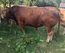 Limousin Bull