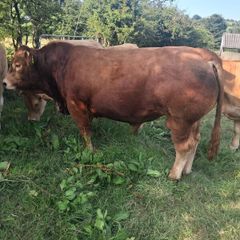 Limousin Bull