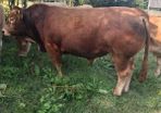 Limousin Bull