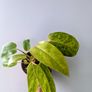 Philodendron Painted Lady Plant Image 3