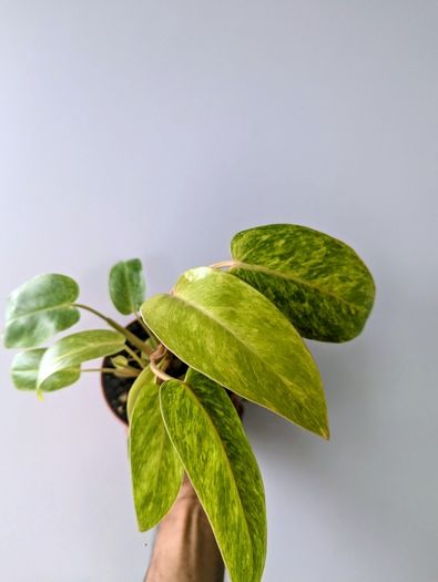 Philodendron Painted Lady Plant