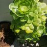 succulents bundle Image 3