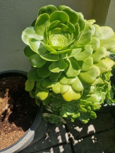 succulents bundle