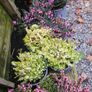 Large Heathers, three euros Image 5