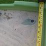 sand pit Image 6