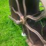 Victorian lawn roller Image 8