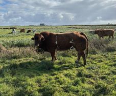 5 BB Bull