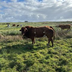 5 BB Bull
