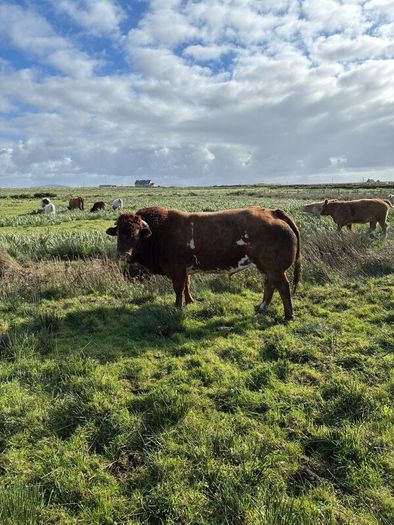 5 BB Bull