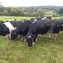 Clogheraily Pedigree British Friesian Bulls Image 5
